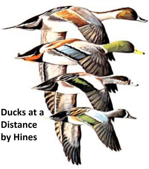 Cover of the book Ducks at a Distance: a Waterfowl Identification Guide, Illustrated by Bob Hines, B&R Samizdat Express
