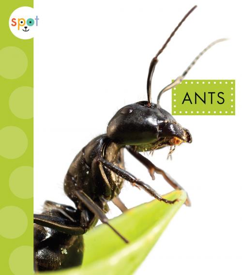 Cover of the book Ants by Nessa Black, Triangle Interactive, LLC.