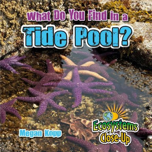 Cover of the book What Do You Find in a Tide Pool? by Megan Kopp, Triangle Interactive, LLC.