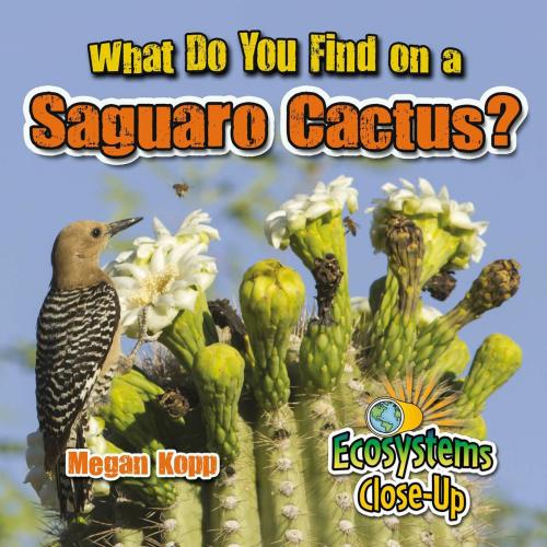 Cover of the book What Do You Find on a Saguaro Cactus? by Megan Kopp, Triangle Interactive, LLC.