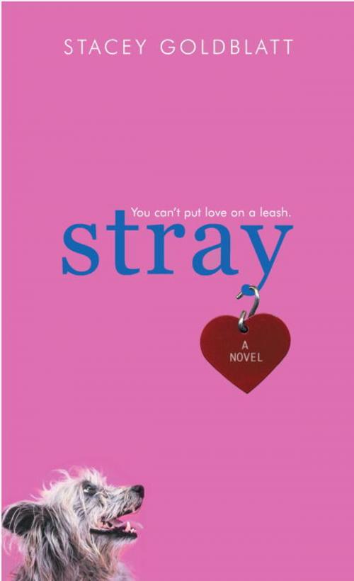 Cover of the book Stray by Stacey Goldblatt, Random House Children's Books