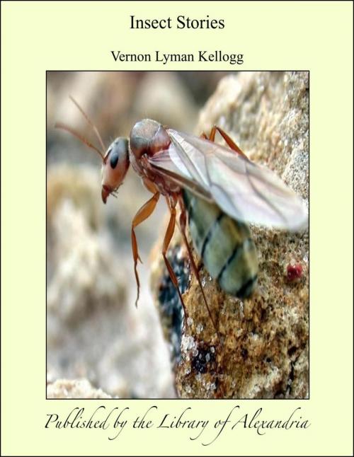 Cover of the book Insect Stories by Vernon Lyman Kellogg, Library of Alexandria