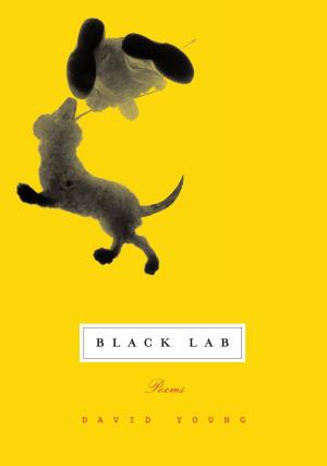 Book cover of Black Lab