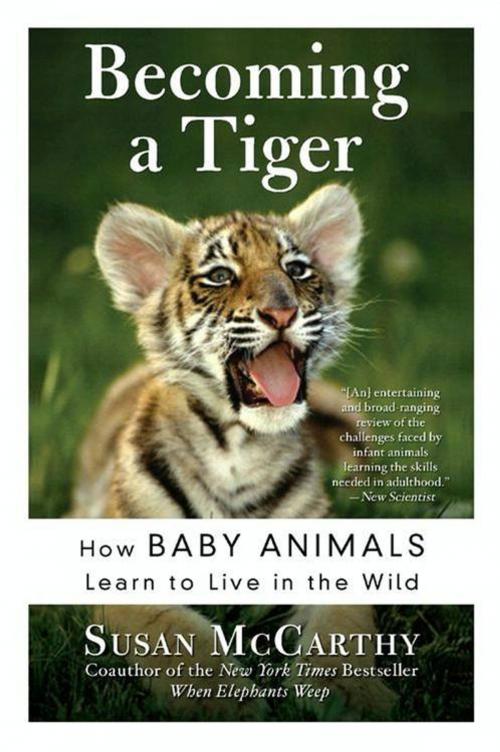 Cover of the book Becoming a Tiger by Susan McCarthy, HarperCollins e-books