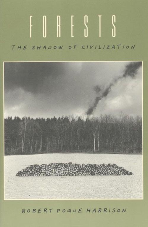 Cover of the book Forests by Robert Pogue Harrison, University of Chicago Press
