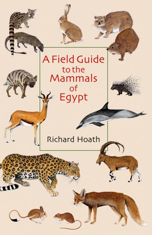 Cover of the book A Field Guide to the Mammals of Egypt by Richard Hoath, The American University in Cairo Press