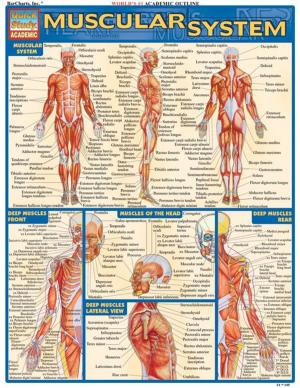 Cover of the book Muscular System by BarCharts, Inc