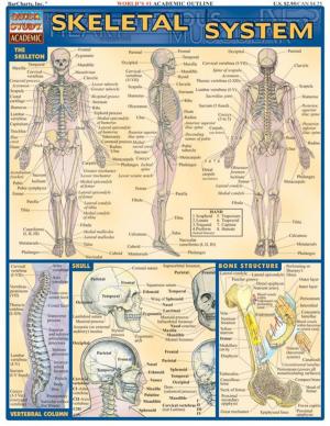 Cover of the book Skeletal System by BarCharts, Inc.