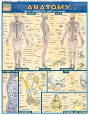 Cover of the book Anatomy by BarCharts, Inc