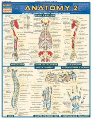 Cover of the book Anatomy 2 by BarCharts, Inc