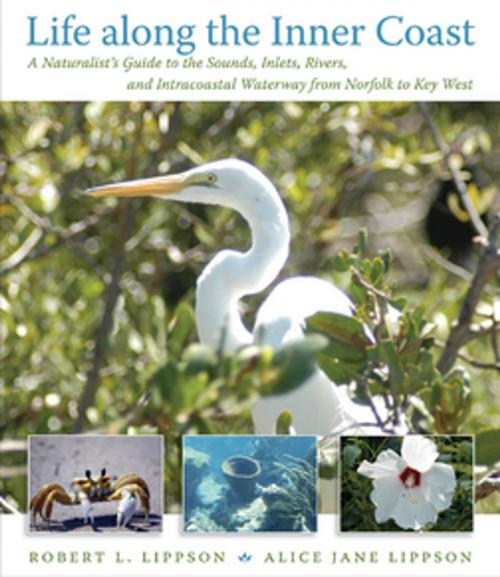 Cover of the book Life along the Inner Coast by Robert L. Lippson, Alice Jane Lippson, The University of North Carolina Press