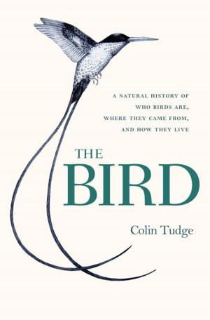 Book cover of The Bird