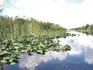 Cover of Florida's Everglades National Park