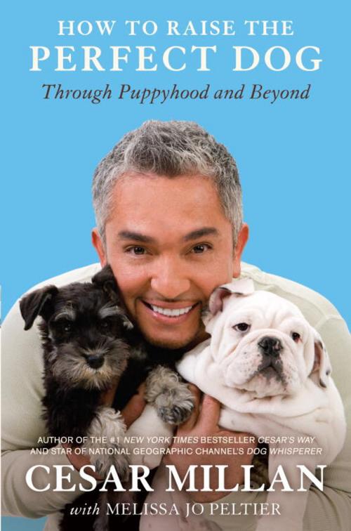 Cover of the book How to Raise the Perfect Dog by Cesar Millan, Melissa Jo Peltier, Crown/Archetype