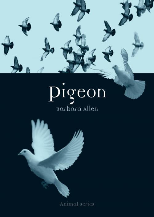 Cover of the book Pigeon by Barbara Allen, Reaktion Books