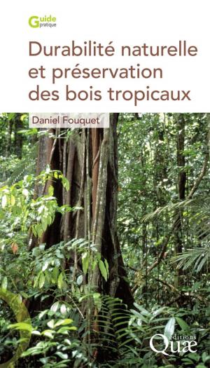 Cover of the book Durabilité naturelle et préservation des bois tropicaux by Frédéric Landy, Bruno Dorin