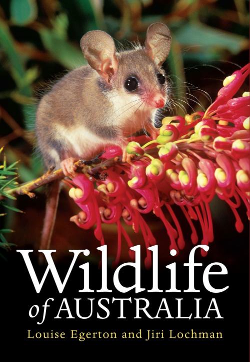 Cover of the book Wildlife of Australia by Louise Egerton, Jiri Lochman, Allen & Unwin