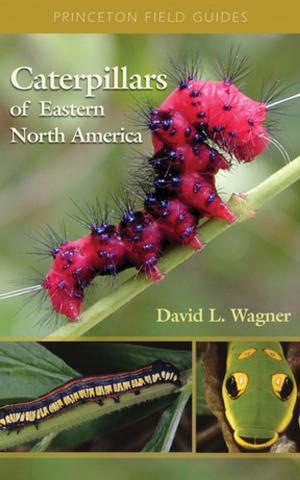 Cover of the book Caterpillars of Eastern North America by James H. Mittelman
