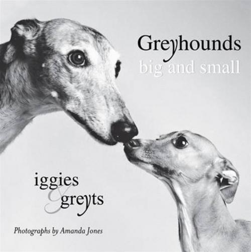 Cover of the book Greyhounds Big and Small by Amanda Jones, Penguin Publishing Group