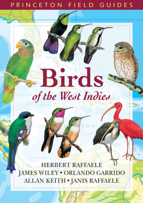 Cover of the book Birds of the West Indies by James Wiley, Allan Keith, Orlando H. Garrido, Janis I. Raffaele, Birds of the West Indies Herbert A. Raffaele, Princeton University Press