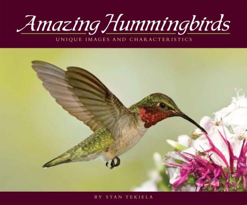 Cover of the book Amazing Hummingbirds by Stan Tekiela, Adventure Publications