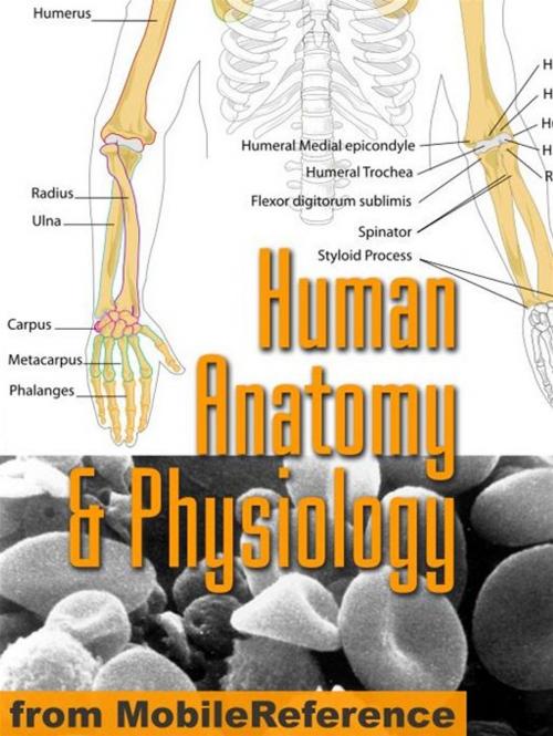 Cover of the book Human Anatomy And Physiology Study Guide (Mobi Medical) by MobileReference, MobileReference