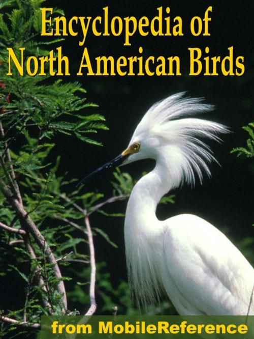 Cover of the book The Illustrated Encyclopedia Of North American Birds: An Essential Guide To Common Birds Of North America (Mobi Reference) by MobileReference, MobileReference