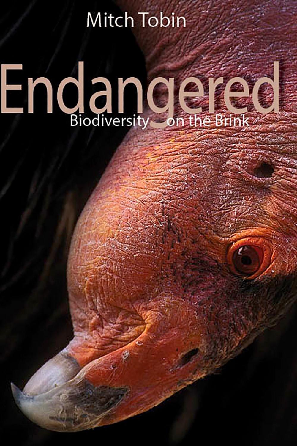 Big bigCover of Endangered