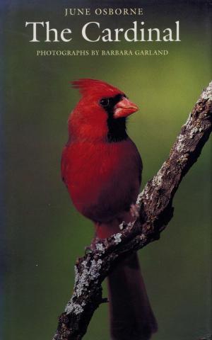 Cover of the book The Cardinal by Jennifer R. Nájera