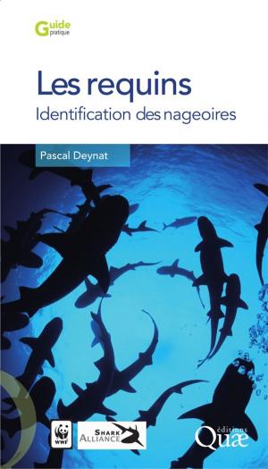 Cover of the book Les requins by Claire Lamine, Pierre Ricci, Sibylle Bui
