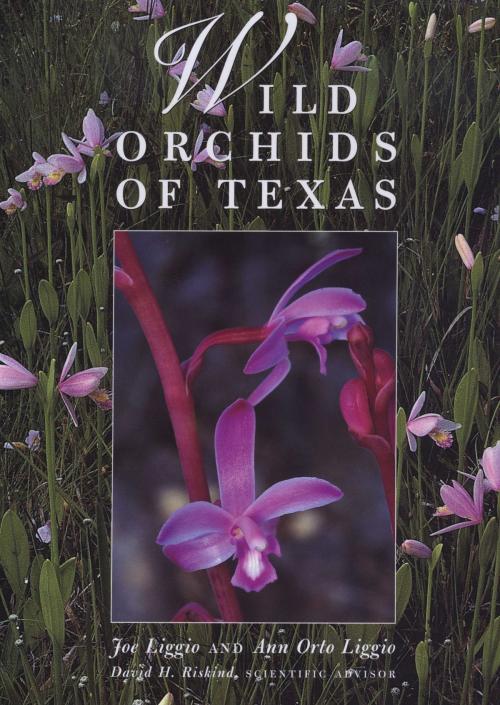 Cover of the book Wild Orchids of Texas by Joe  Liggio, Ann Orto  Liggio, David H.  Riskind, University of Texas Press