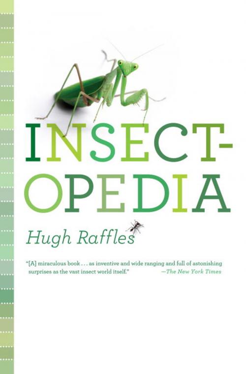 Cover of the book Insectopedia by Hugh Raffles, Knopf Doubleday Publishing Group