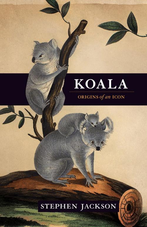 Cover of the book Koala by Stephen Jackson, Allen & Unwin
