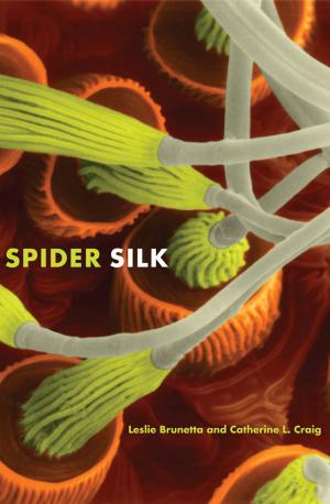 Cover of the book Spider Silk by David Hartman