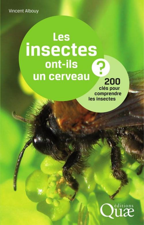 Cover of the book Les insectes ont-ils un cerveau ? by Vincent Albouy, Quae