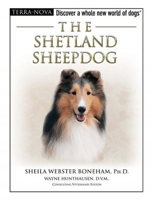 Book cover of The Shetland Sheepdog
