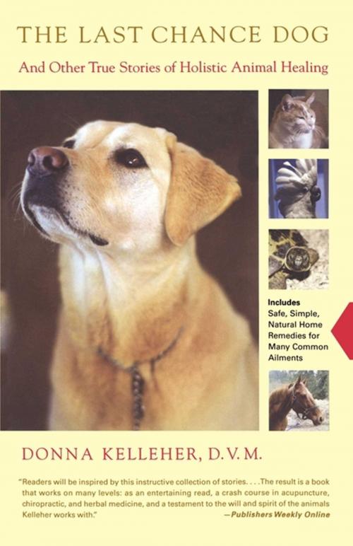 Cover of the book The Last Chance Dog by Donna Kelleher, Scribner