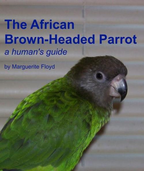 Cover of the book African Brown-Headed Parrot: A Human's Guide by Marguerite Floyd, Marguerite Floyd