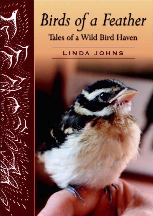 Cover of the book Birds of a Feather by Linda Johns, Goose Lane Editions