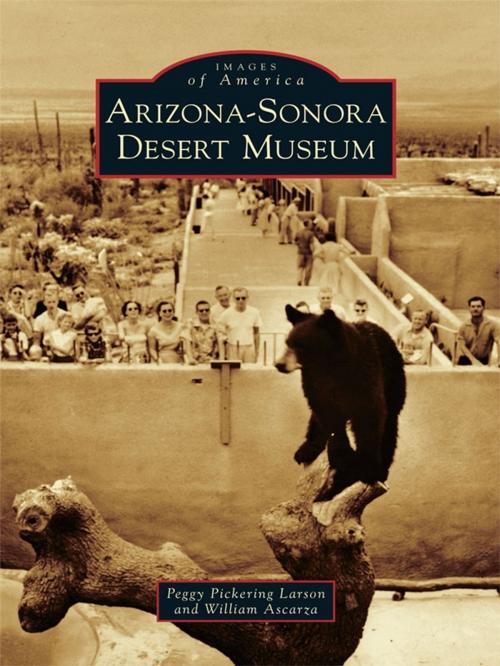 Cover of the book Arizona-Sonora Desert Museum by Peggy Pickering Larson, William Ascarza, Arcadia Publishing Inc.