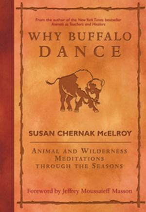 Cover of the book Why Buffalo Dance by Anne Firth Murray