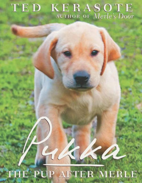 Cover of the book Pukka by Ted Kerasote, Houghton Mifflin Harcourt