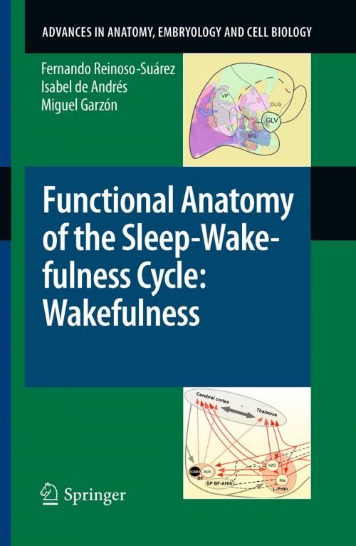 Cover of the book Functional Anatomy of the Sleep-Wakefulness Cycle: Wakefulness by Fernando Reinoso-Suárez, Isabel de Andrés, Miguel Garzón, Springer Berlin Heidelberg
