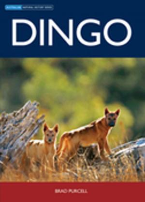 Cover of the book Dingo by J Walker, DJ Reuter