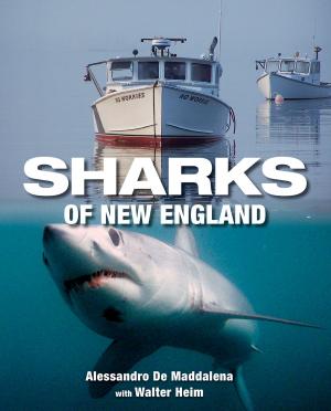 Cover of the book Sharks of New England by Heather Austin, Angeli Perrow