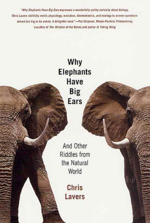 Cover of the book Why Elephants Have Big Ears by Susan Piver