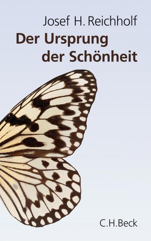 Cover of the book Der Ursprung der Schönheit by Josef H. Reichholf, C.H.Beck
