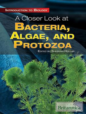 Book cover of A Closer Look at Bacteria, Algae, and Protozoa