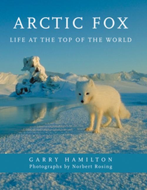 Cover of the book Arctic Fox by Garry Hamilton, Norbert Rosing, Firefly Books