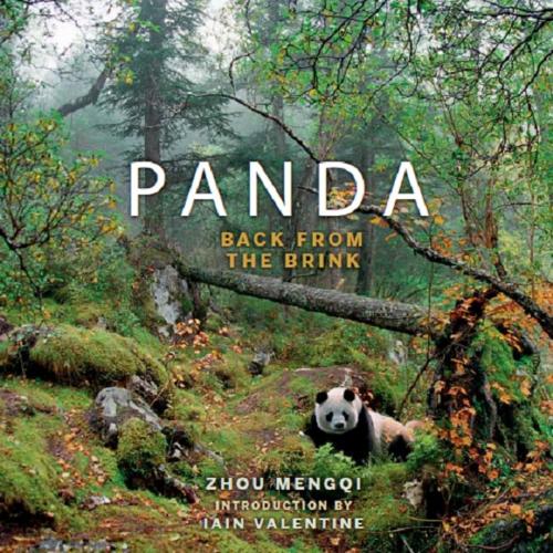 Cover of the book Panda: Back from the Brink by Zhou Mengqi, Saraband